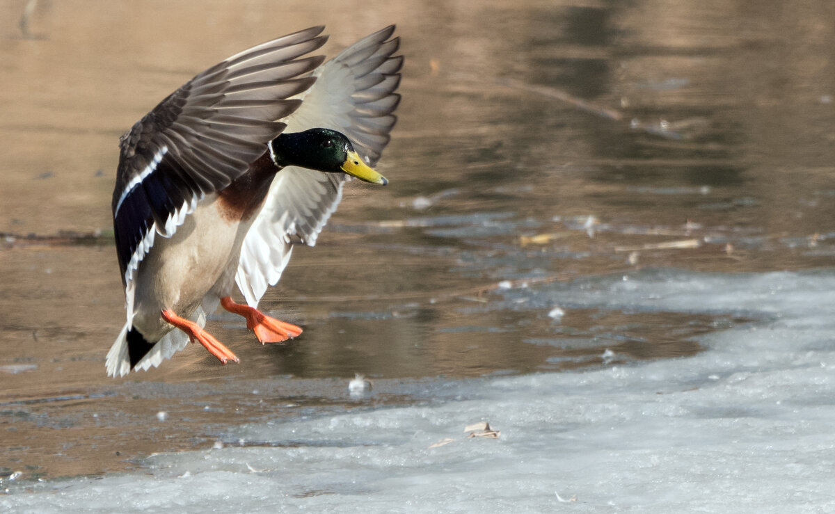"Иду на посадку!" - Владимир Безбородов "Иду на посадку!" - Владимир Безбородов