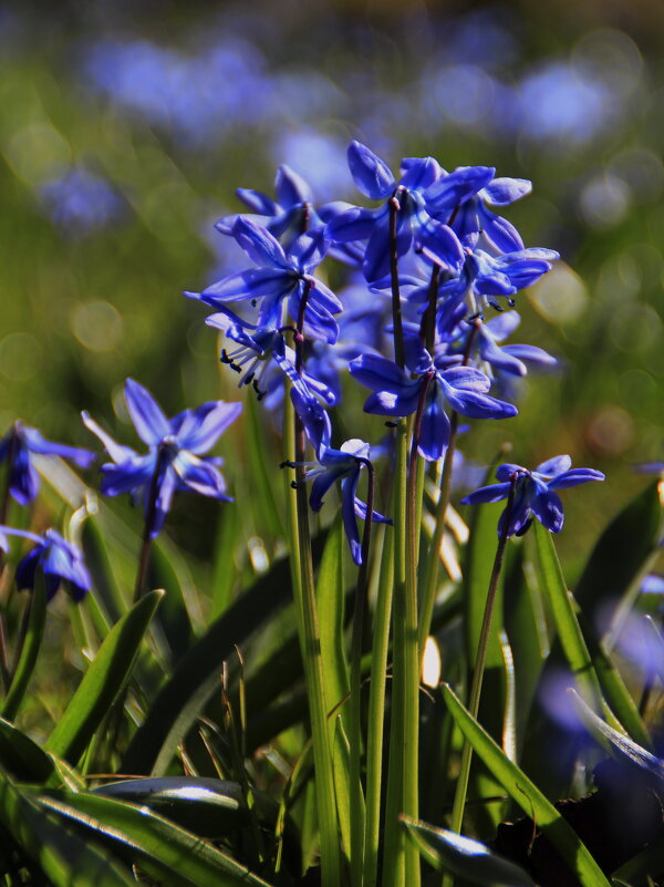 Брызги синих цветков распускает весна.. - Татьян@ Ивановна