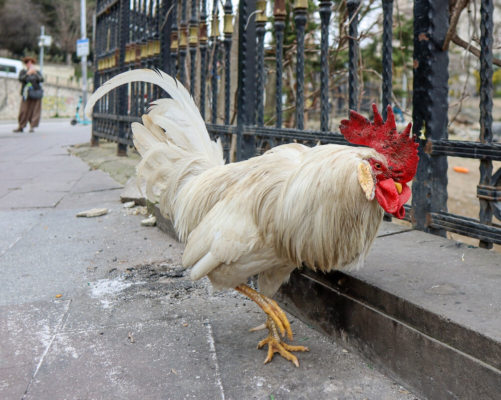 Петух Стамбульский - skijumper Иванов