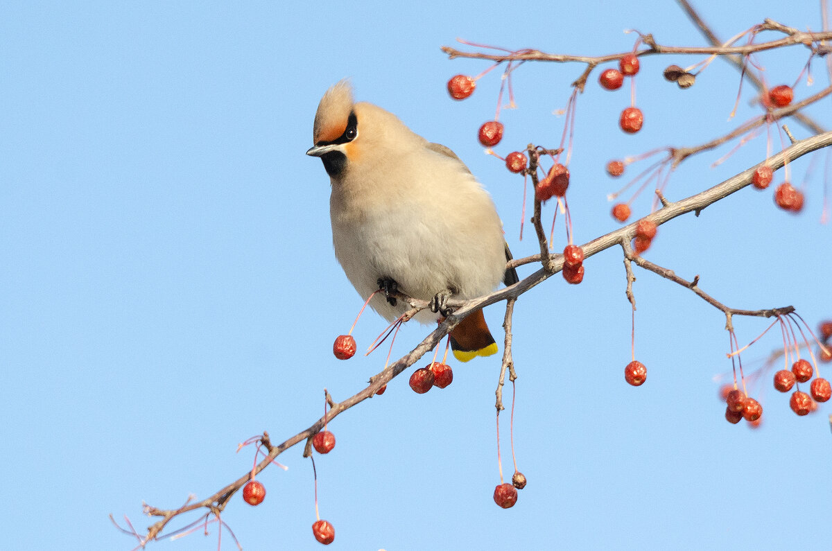 Свиристель - Виктор Иванович Чернюк