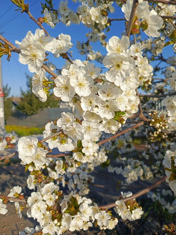 Весна, апрель - Татьяна Пальчикова