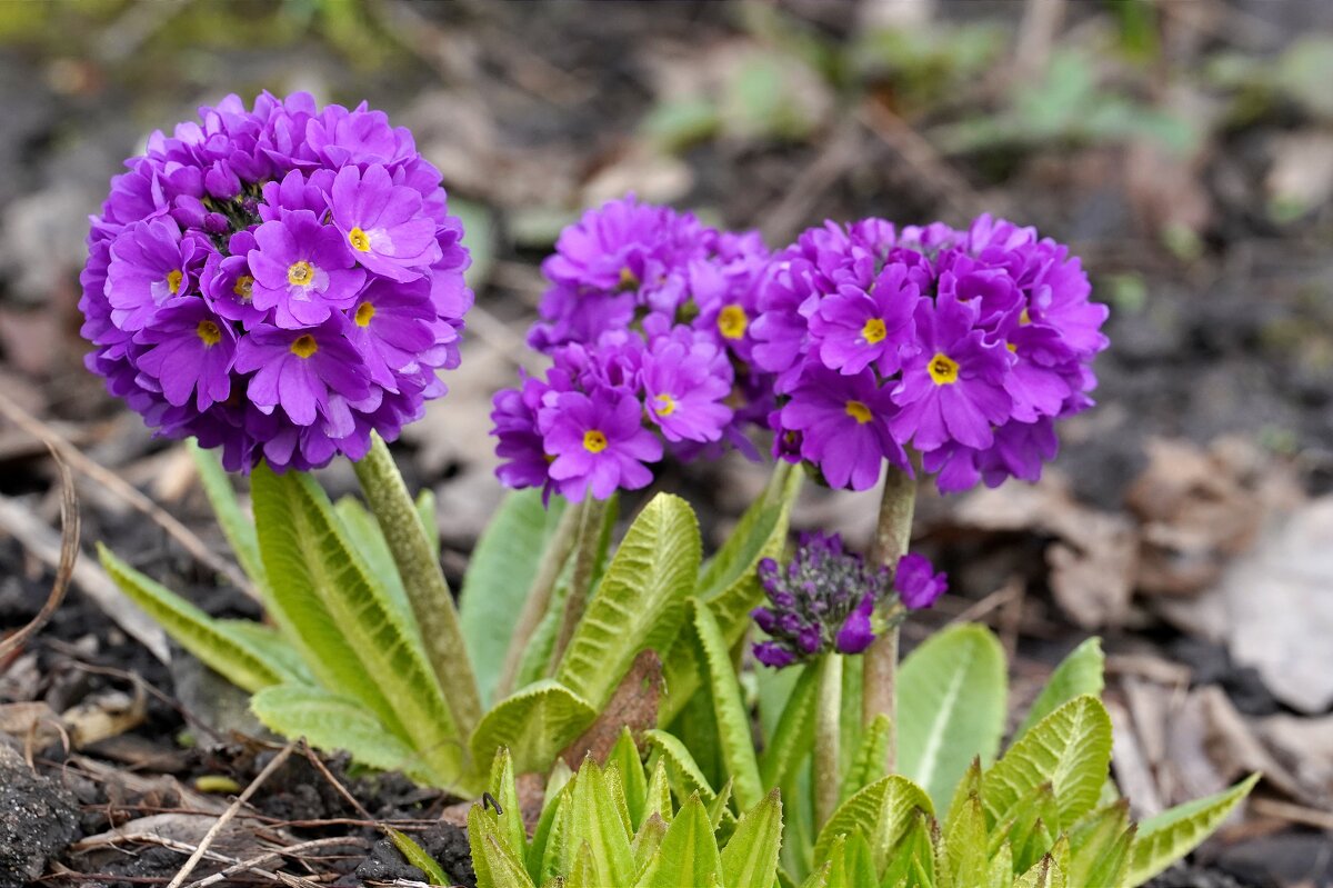 Первоцветы - Татьяна Тюменка