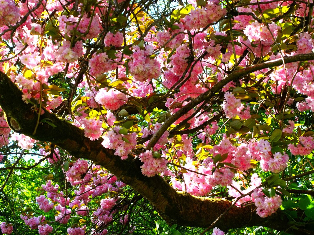 Цветущая махровая сакура - Aida10 