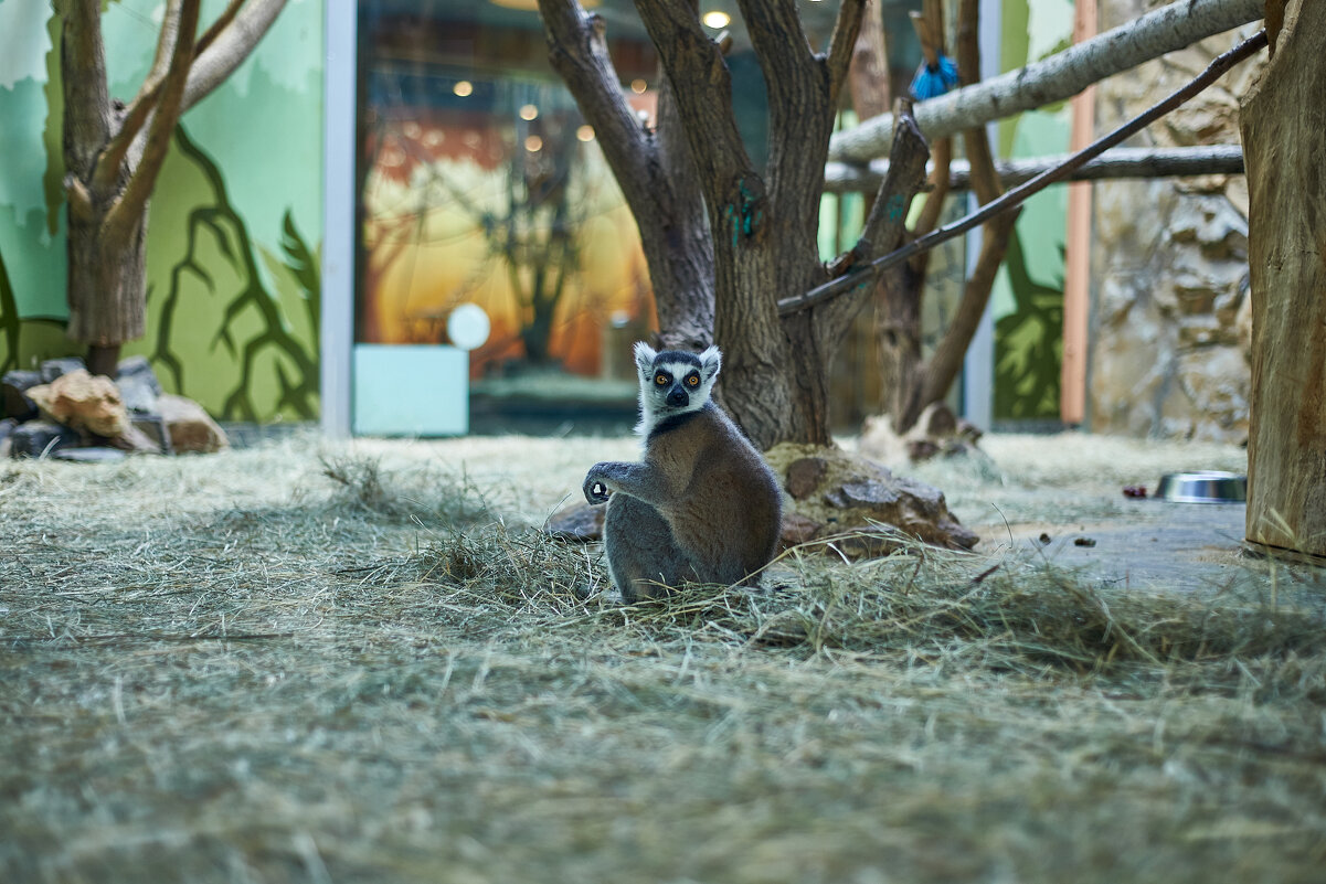 Кошачий лемур - Александр Леонов