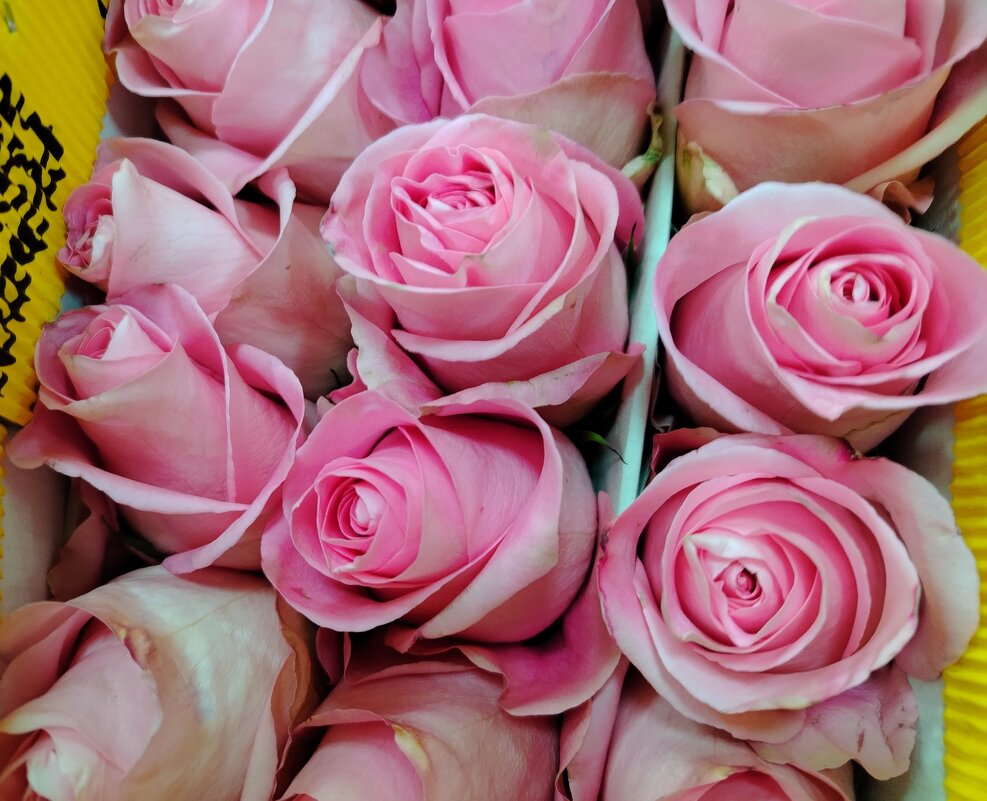 Нежность - Надежда 