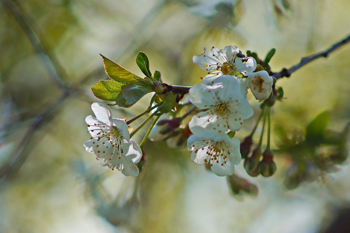 весна - Олег 
