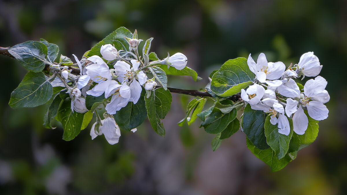 Яблоня - Aleksey Afonin