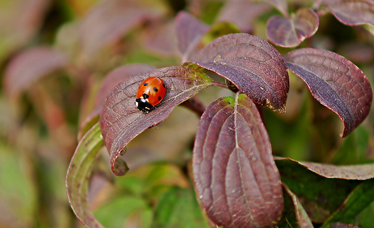 природа в деталях - Олег 