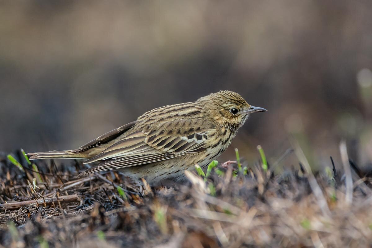 Конёк луговой. - Николай Ловец