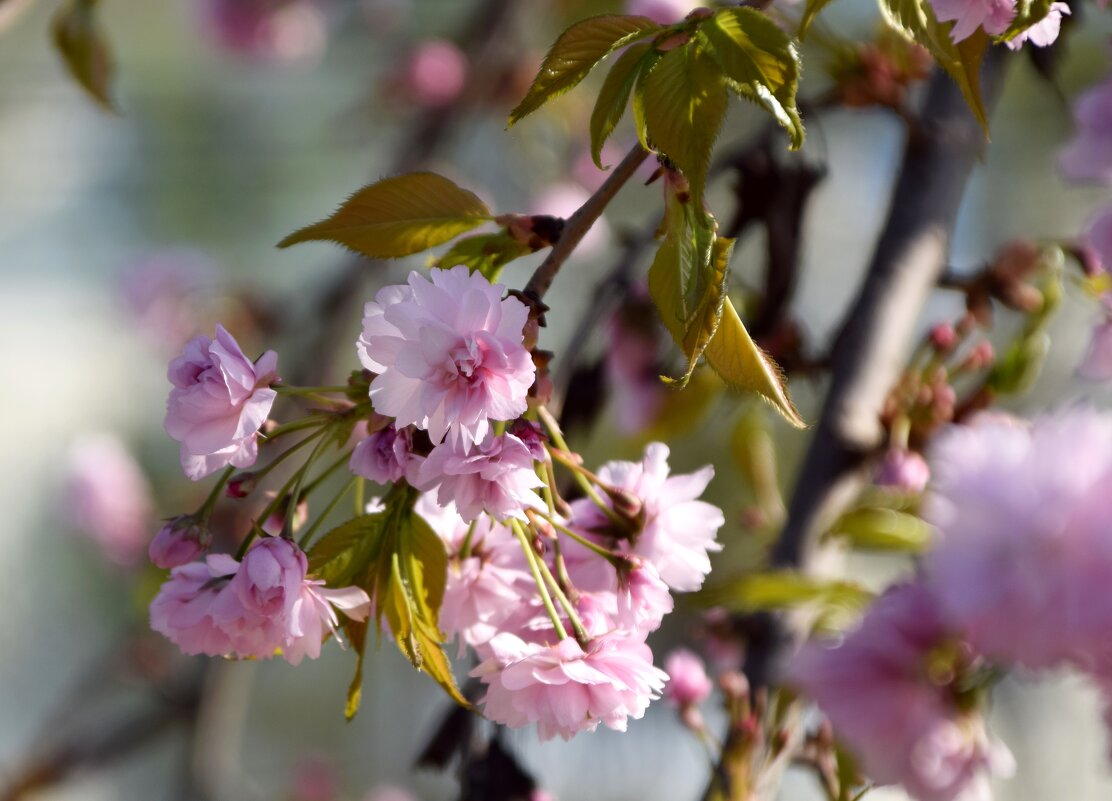 Апрель. Сакура - Павленко Михаил 