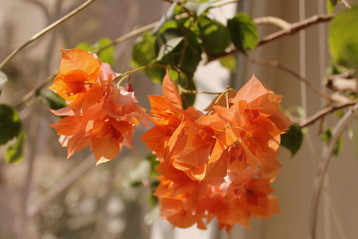 Бугенвиллия оранж. - Ирина 