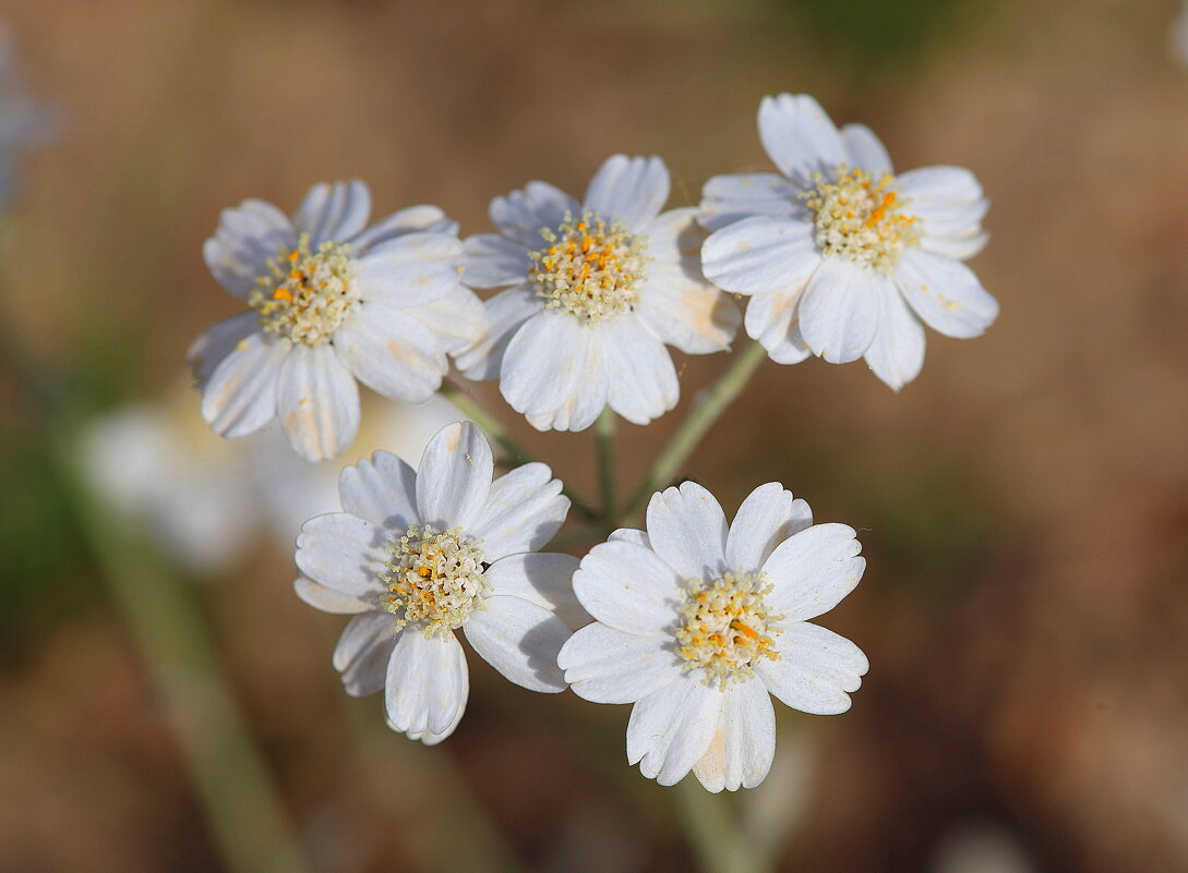 Белые. - Оля Богданович