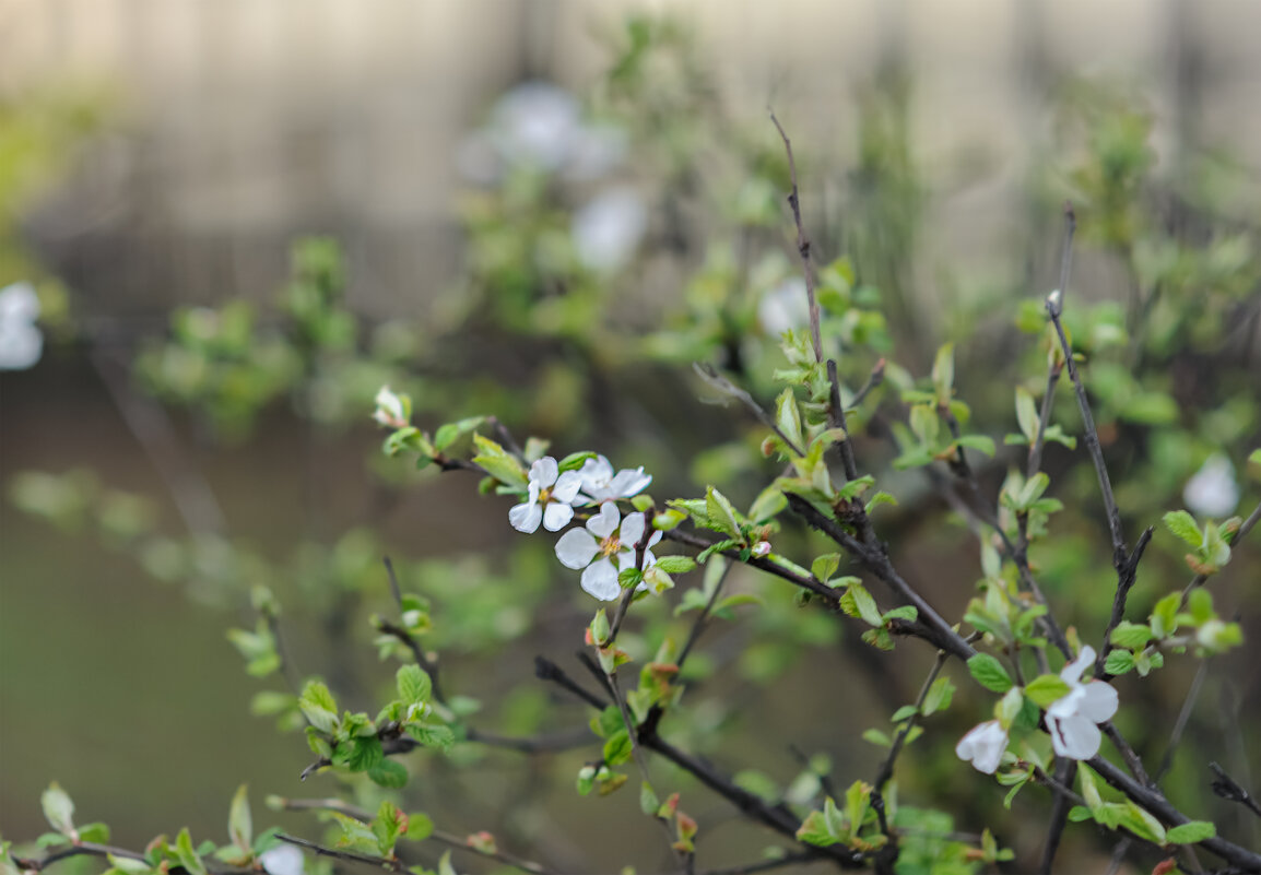 ,,, - Николай 