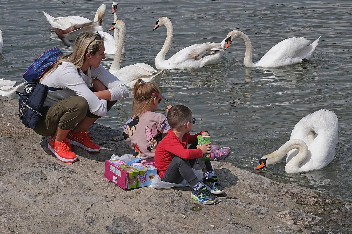 У воды с лебедями - Александр Орлов