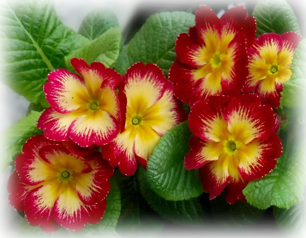 Яркая примула - Елена Сухорученкова