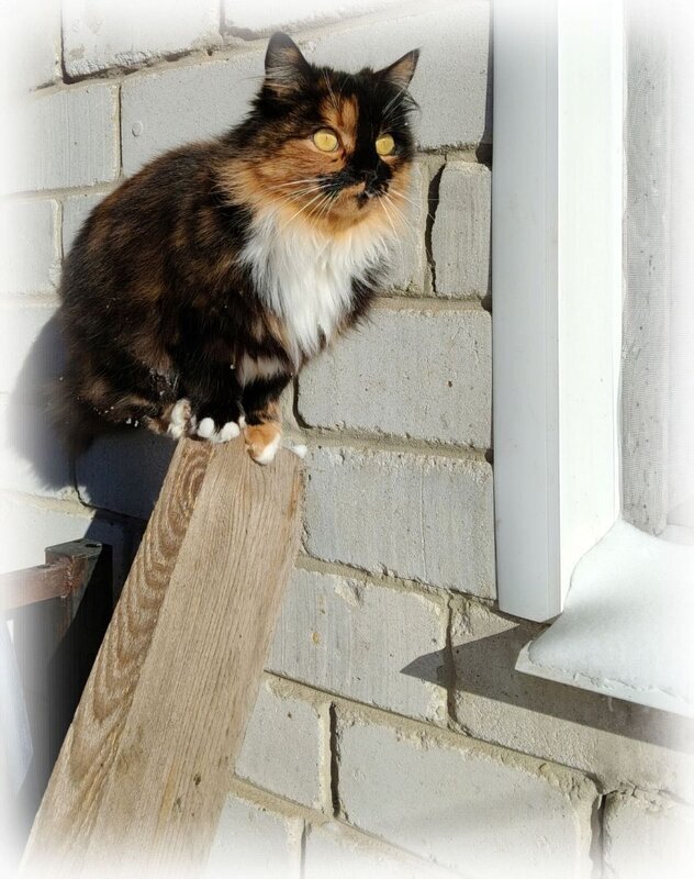 Трехцветная кошечка - Елена Сухорученкова