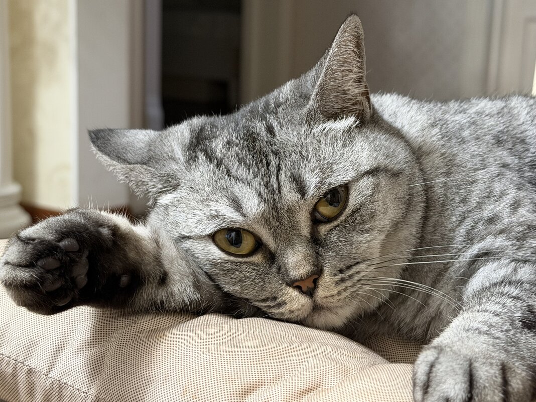 Вечерняя грусть - Pippa 