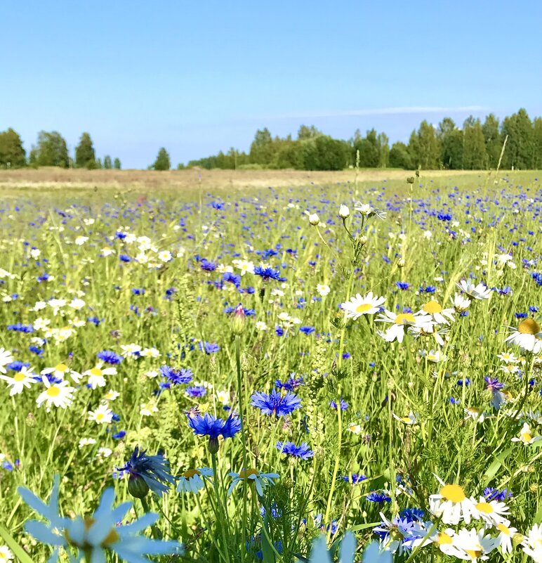 Васильки - Pippa 
