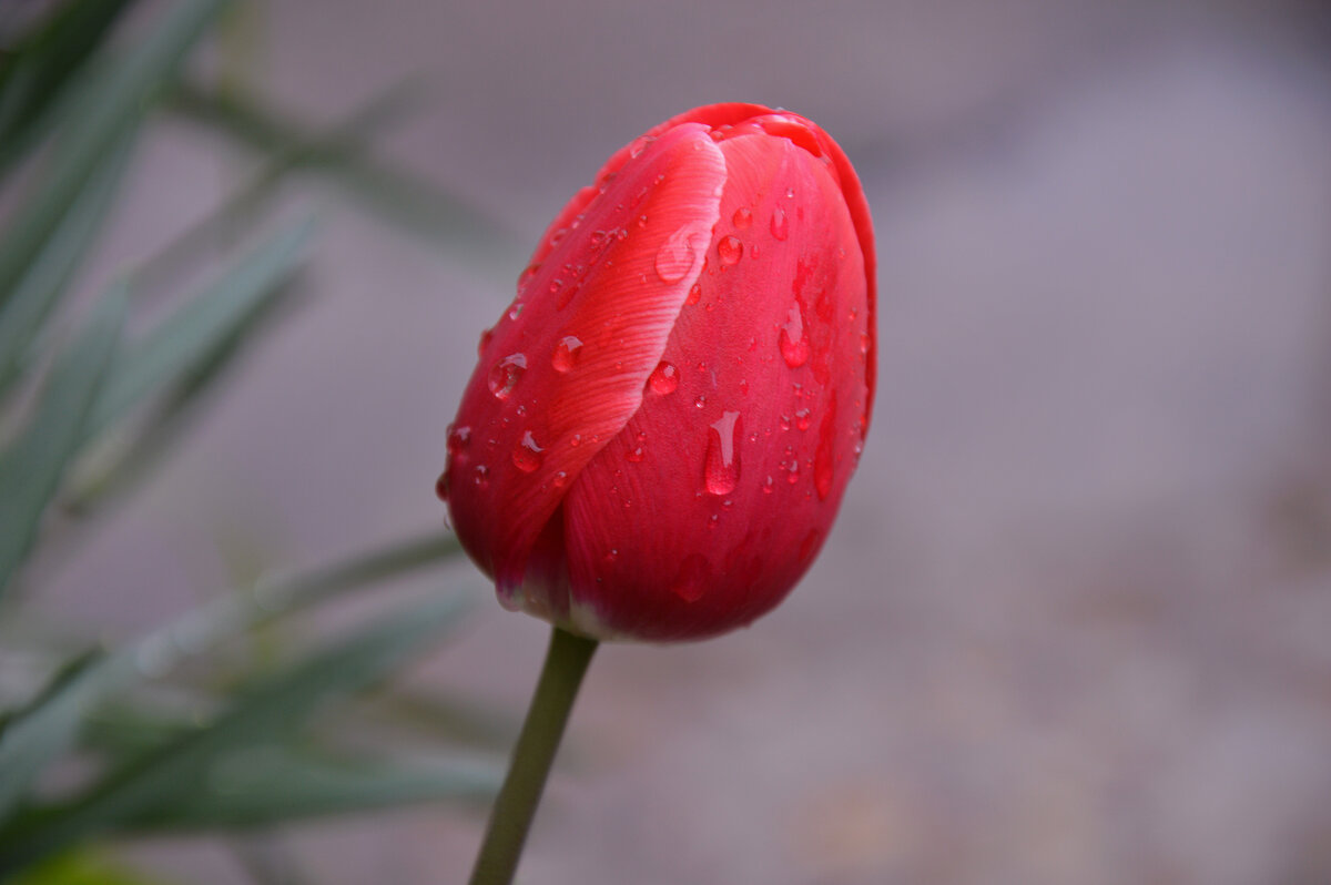 *** - Надежда Куркина 