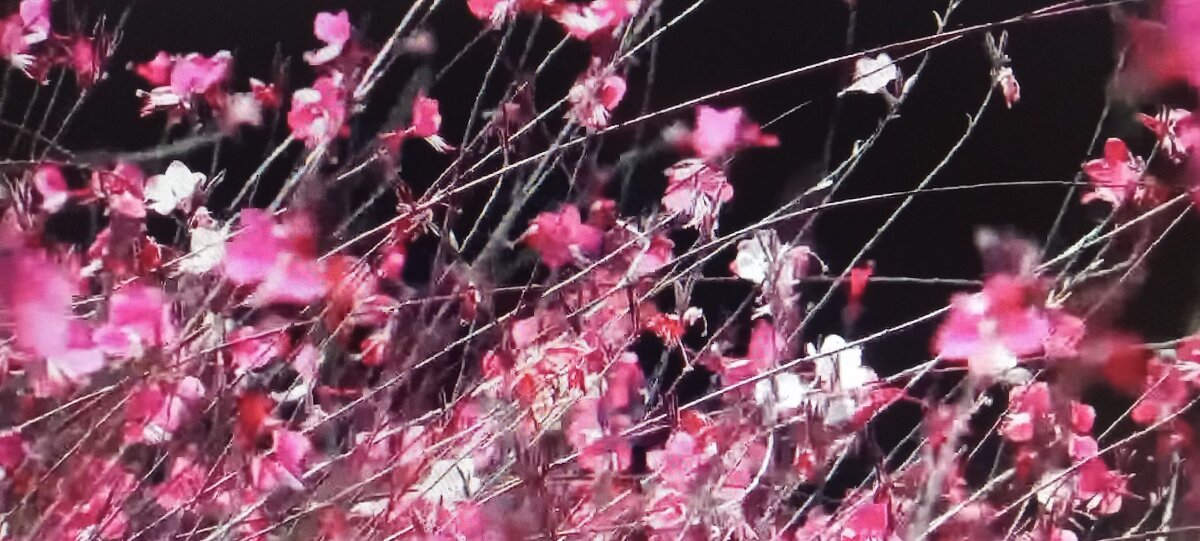 Цветы и Ветер - Валерий Кокорев