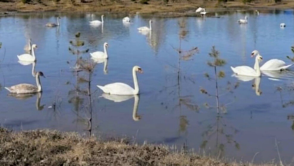 Лебеди,прилетели.... - Георгиевич 