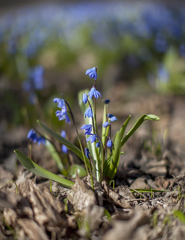 Дождались!..) - Bosanat 