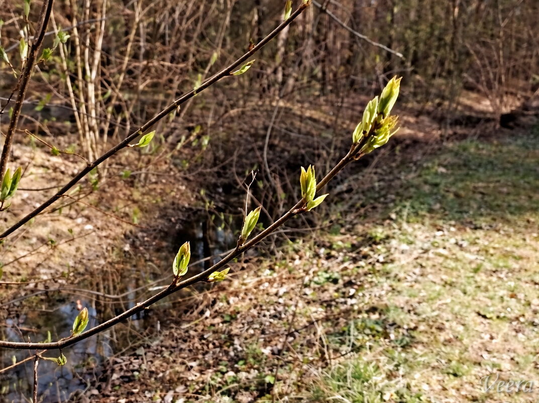 Первые листочки - Veera V