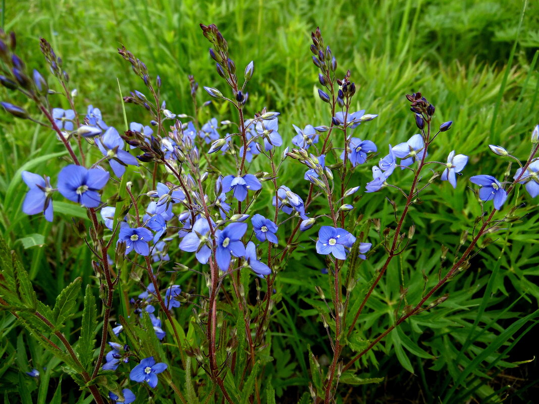 Голубые цветы. - nadyasilyuk Вознюк