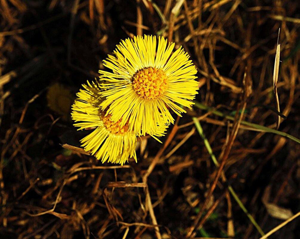 Май...Золотые монеты мать- и-мачехи! - Владимир 