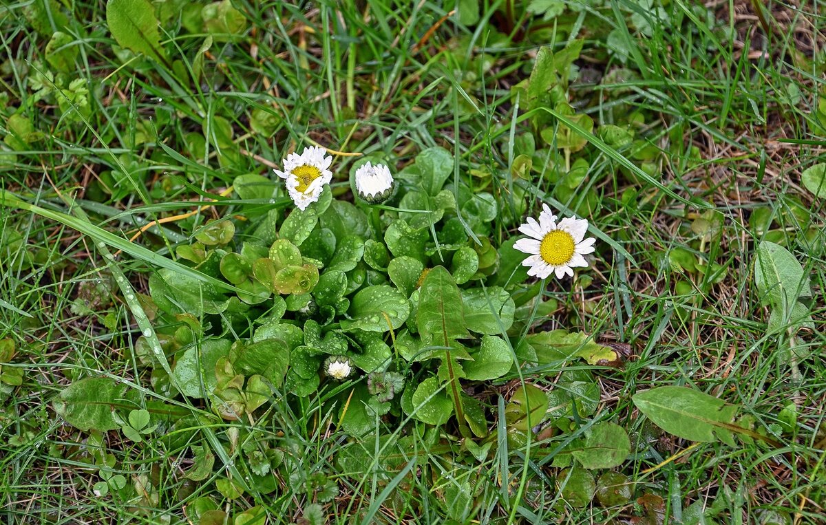 Умытые маргаритки - Валерий Иванович