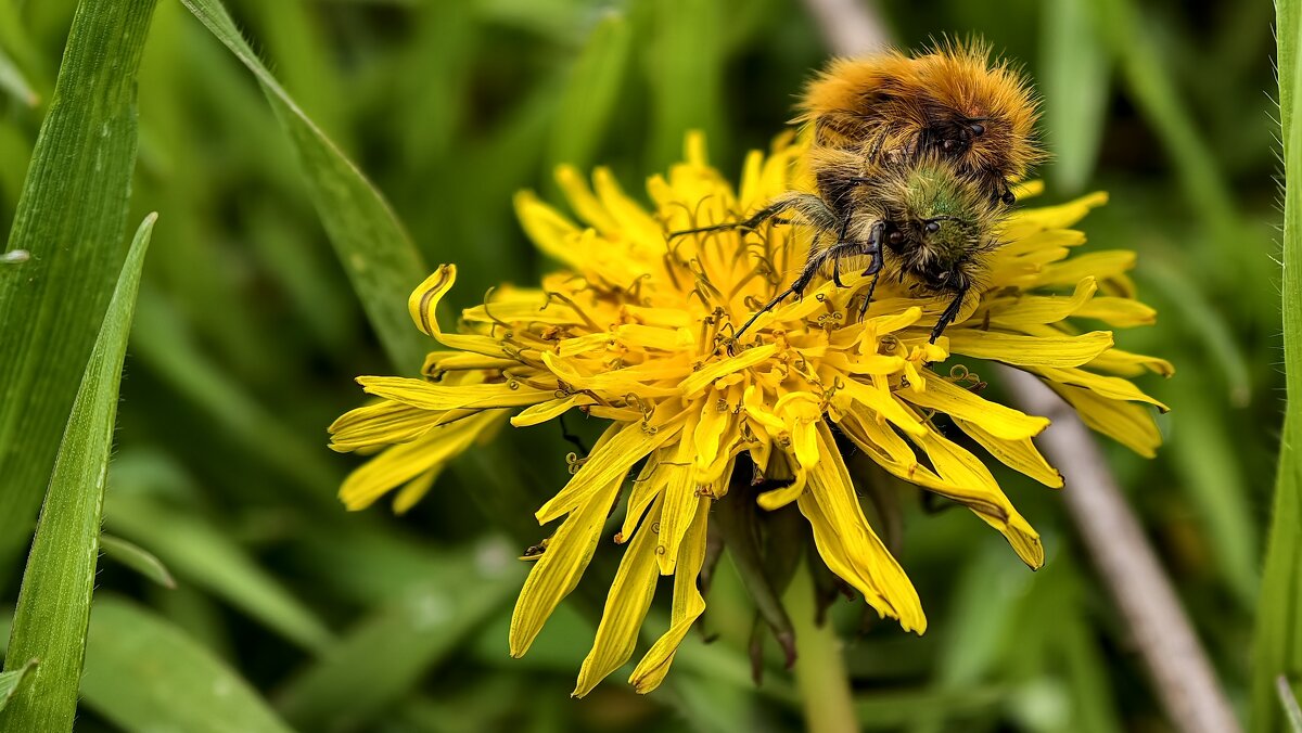 Хрустик лисичка на лисичке - Мариша Тим