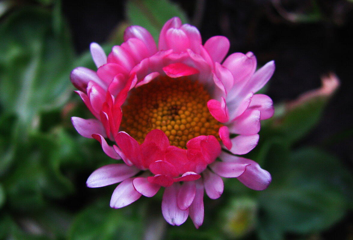 Растрёпка - Людмила Смородинская