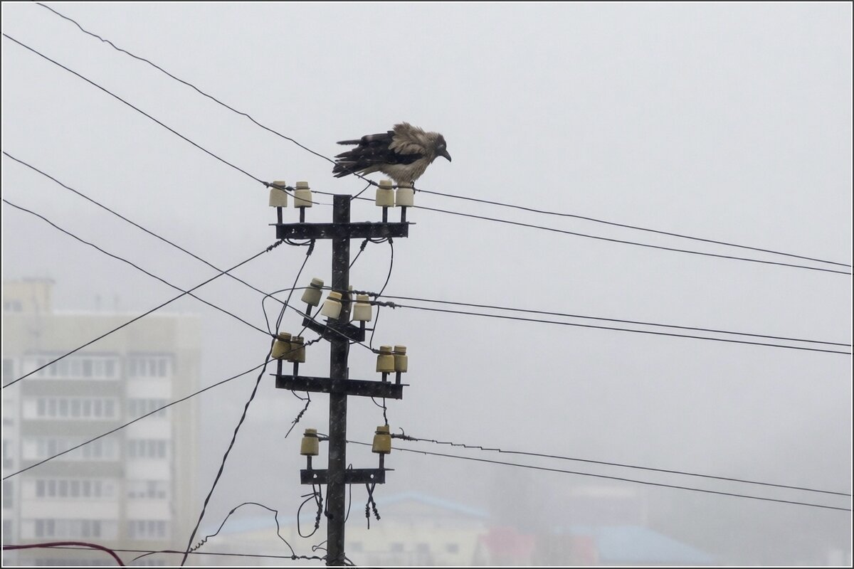 Понаплели тут - Сеня Белгородский