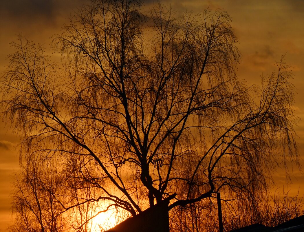 Береза в закате - Сергей Шаврин