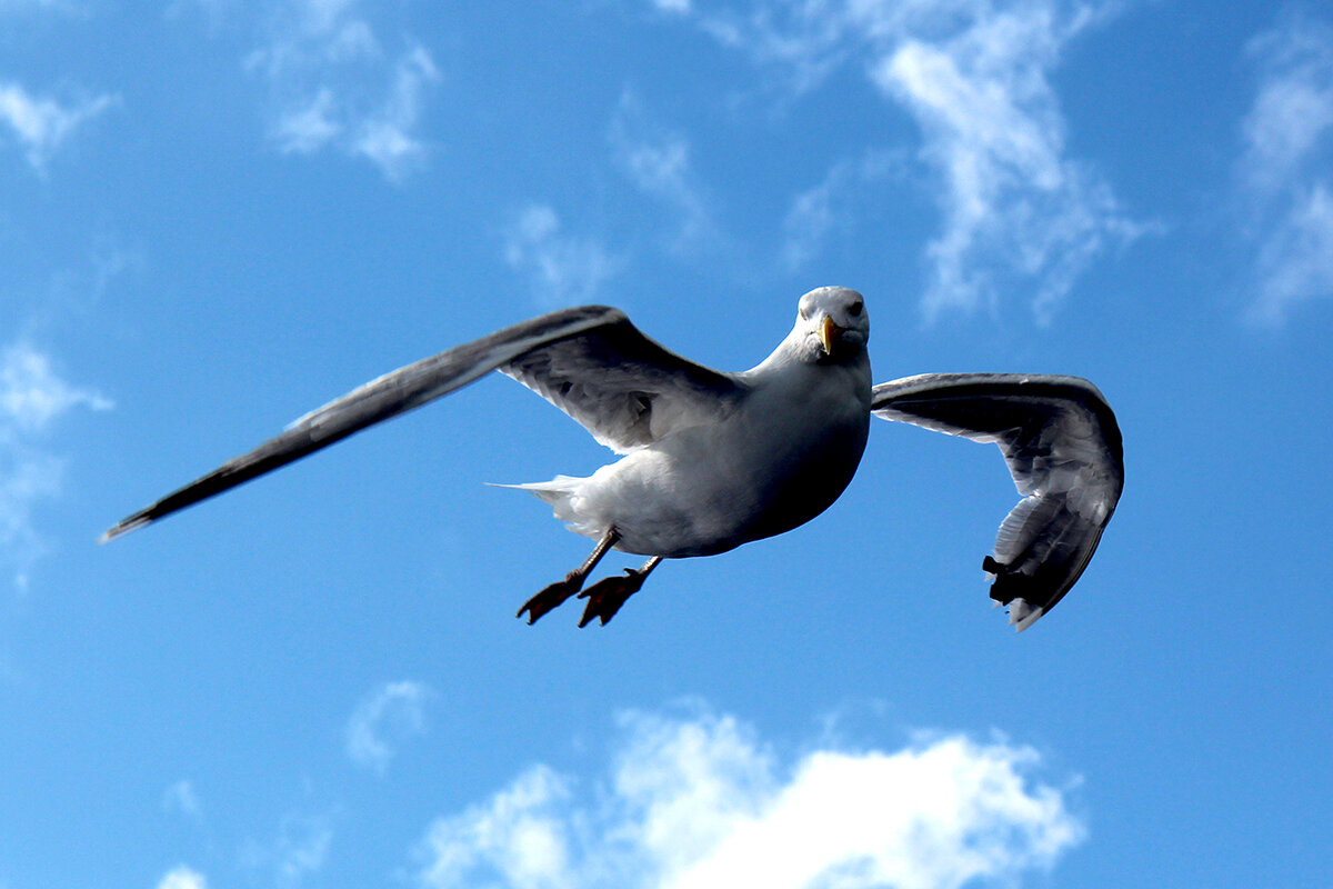 Гордая чайка - Сергей Сомихин
