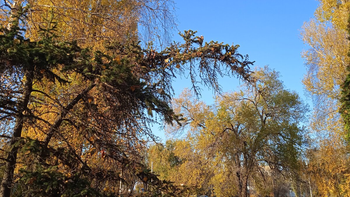 прекрасный октябрь - Елена Шаламова