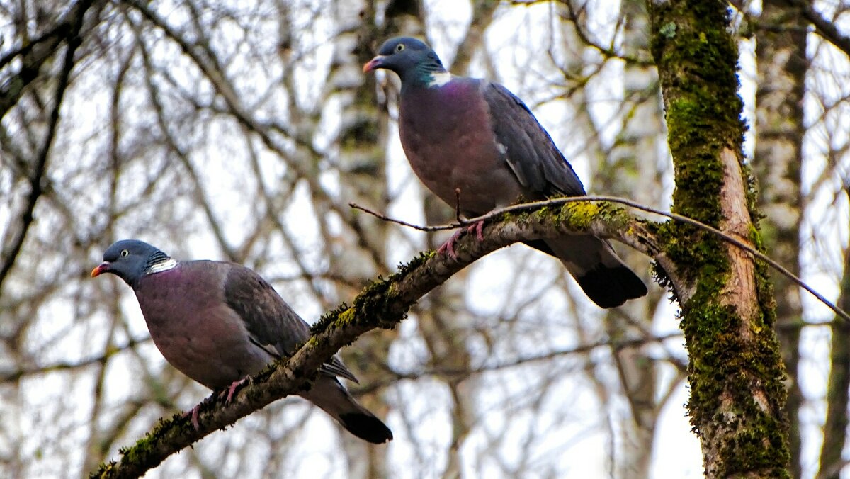 Вяхири в городском парке. - Милешкин Владимир Алексеевич 