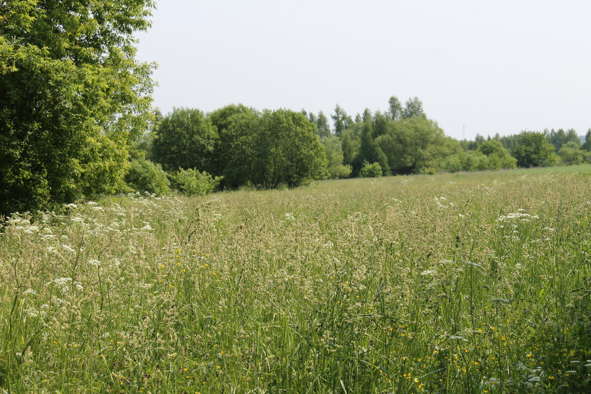 ПРИРОДА ИЮНЬСКОГО ДНЯ... - Валентина 