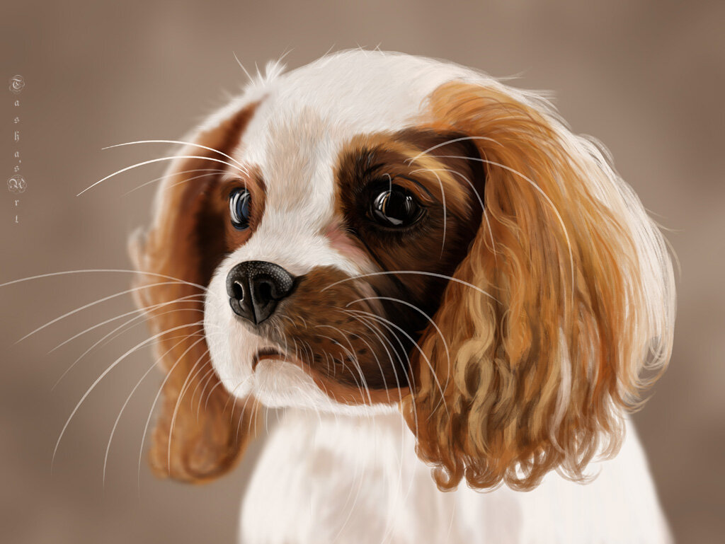 Кавалер-кинг-чарльз-спаниель - Наталия Львова