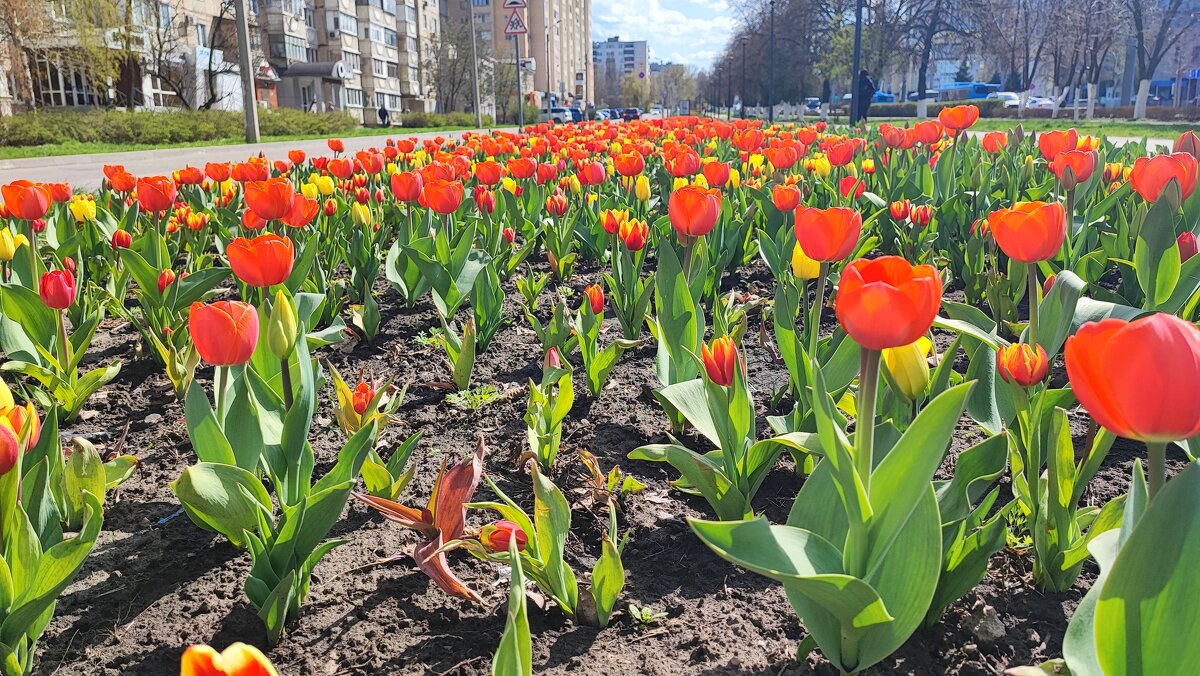 ,,, - Сергей Тимоновский