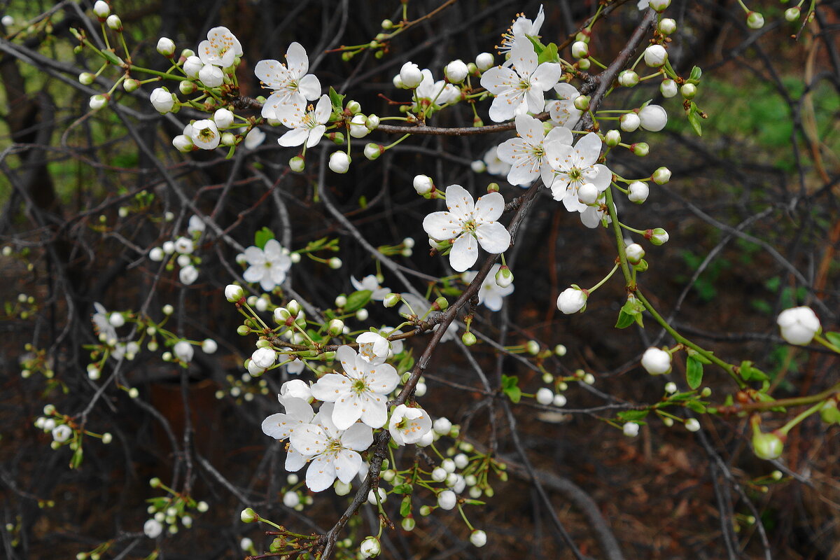Апрельское цветение - Рита Симонова