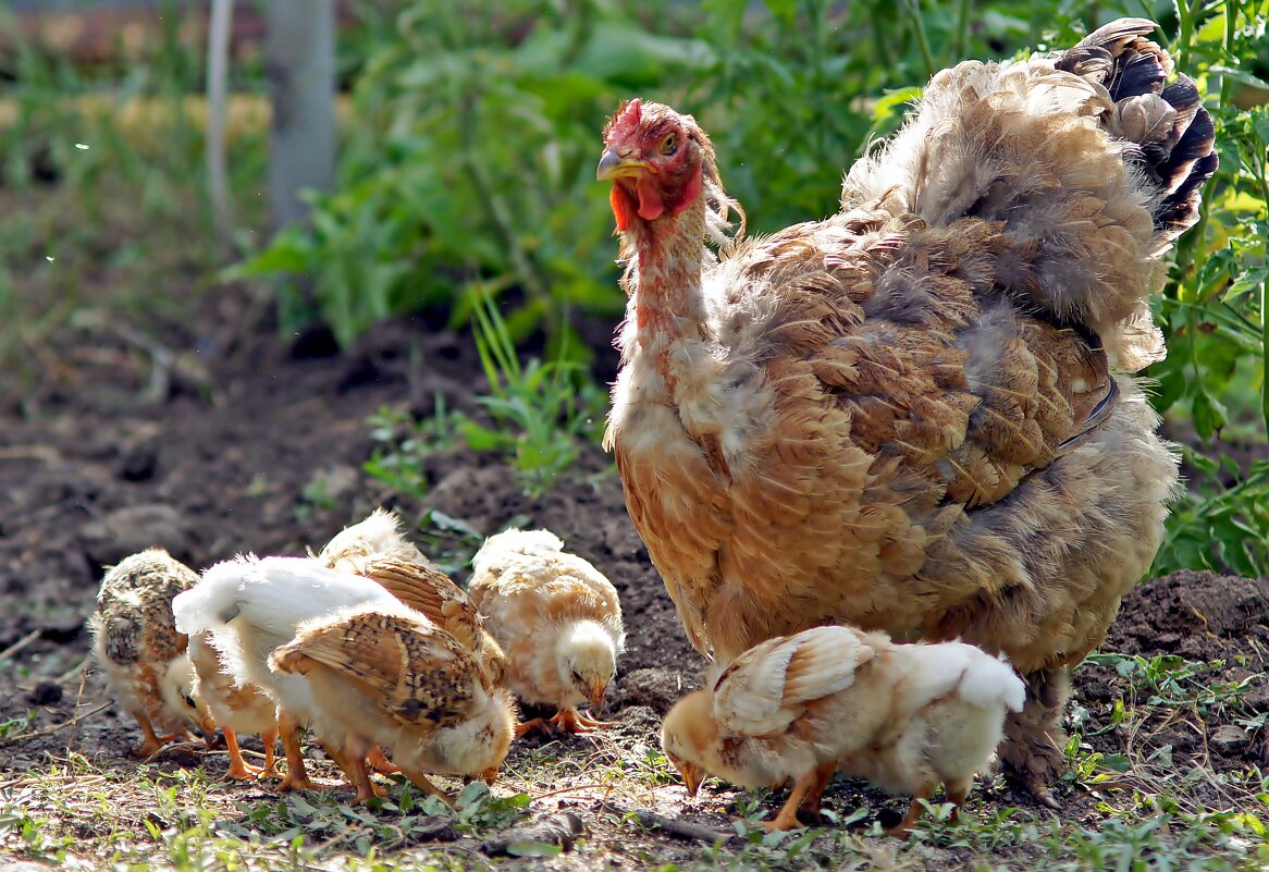 Цып-цып-цып мои цыплята... - Олег Кабанец