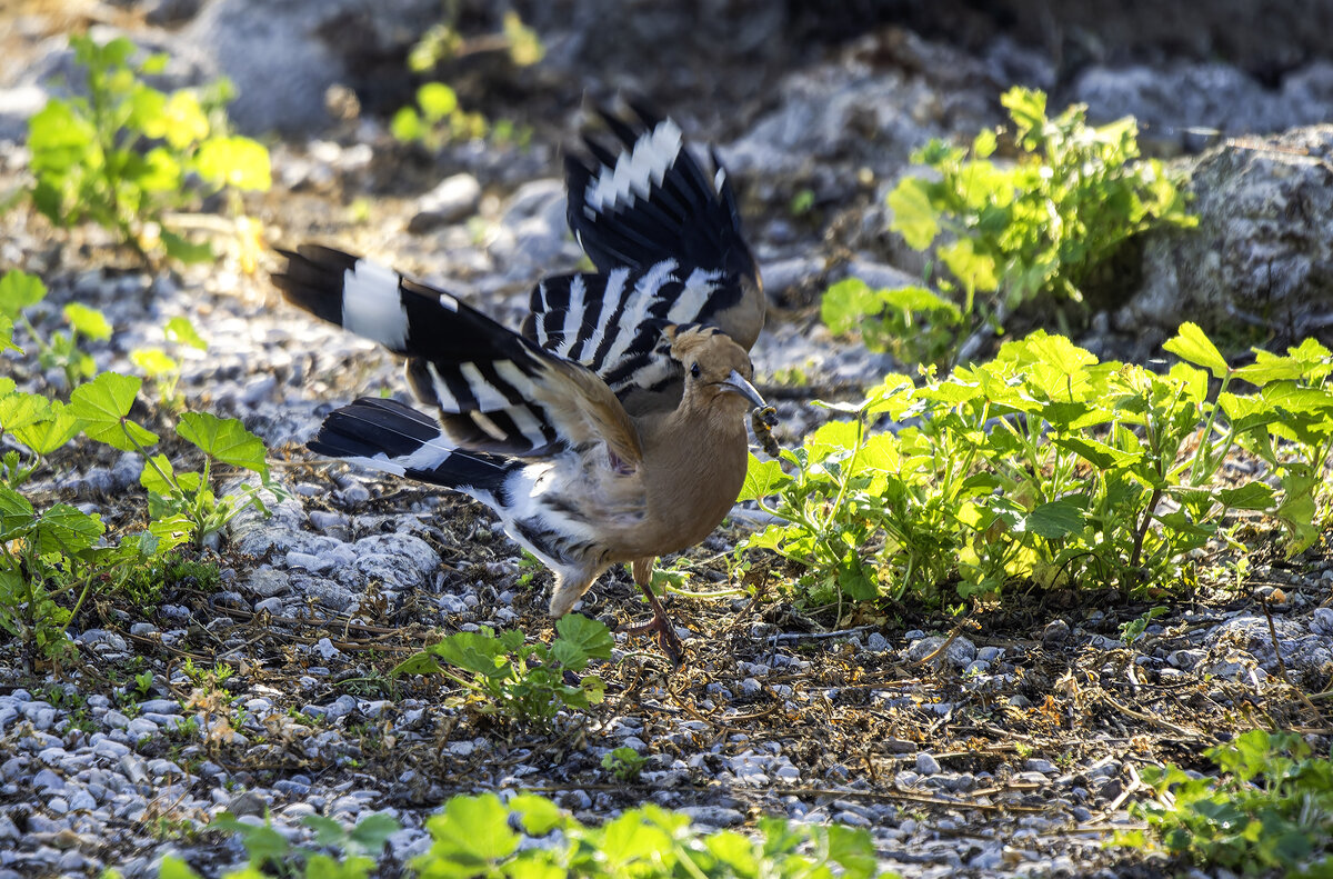 Удод. - Alexander Amromin
