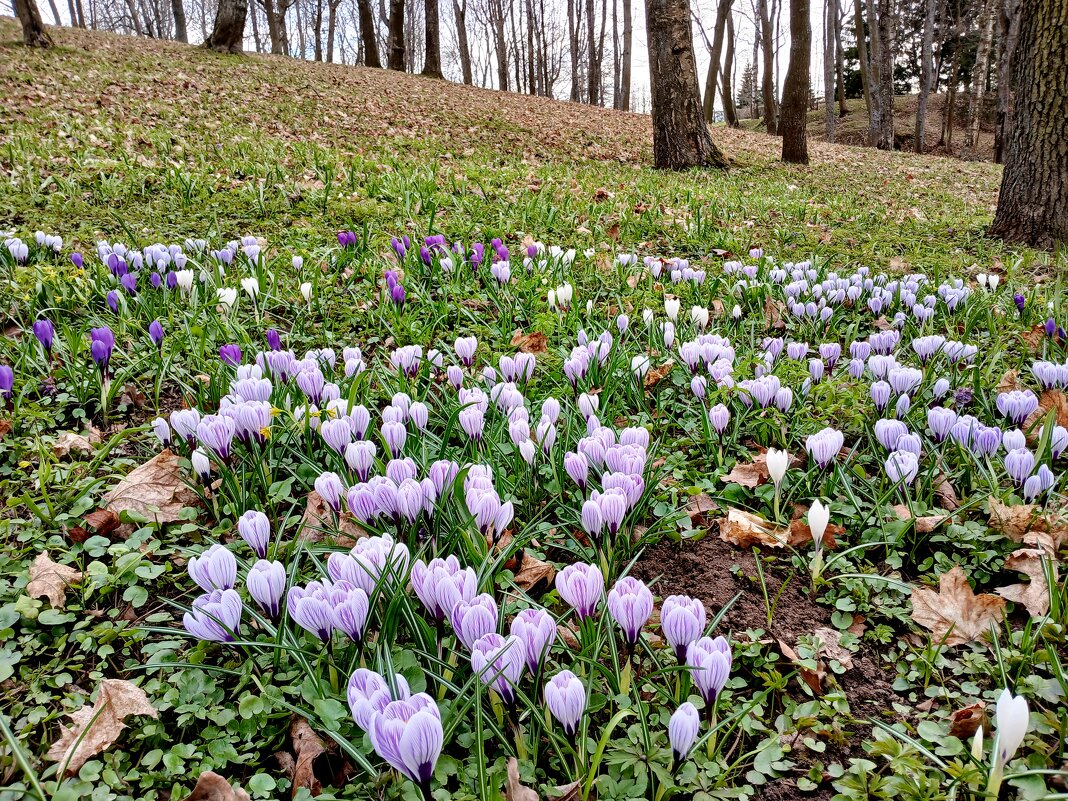 Крокусовый апрель-2026 - Лия ☼