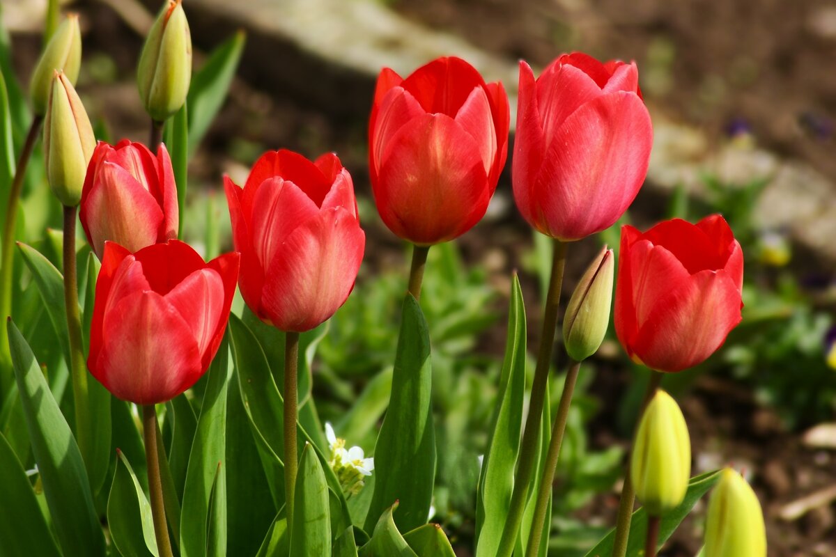 Цветут тюльпаны - Юрий. Шмаков