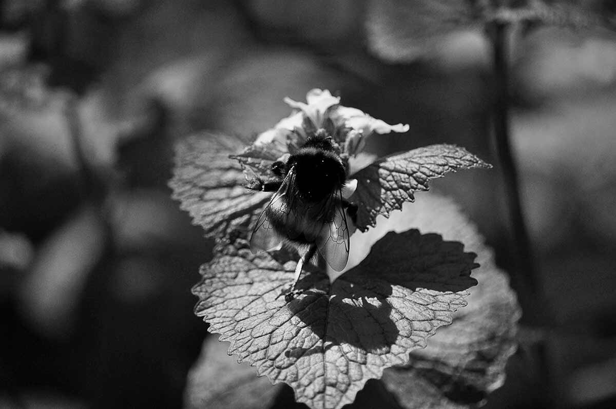 Шмель в ч/б) - Алефтина 