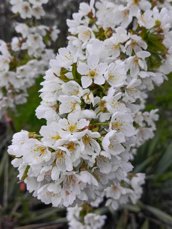 Гирлянда цветов - Татьяна Пальчикова