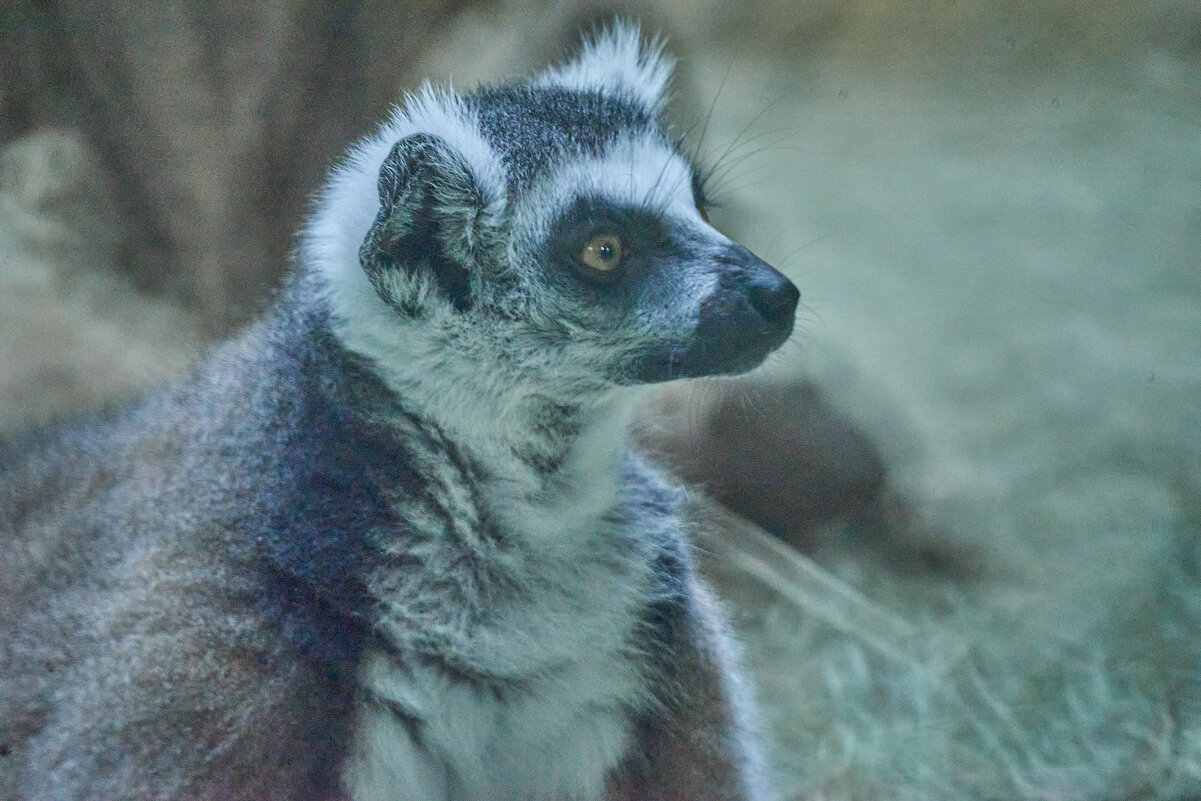 Кошачий лемур - Александр Леонов