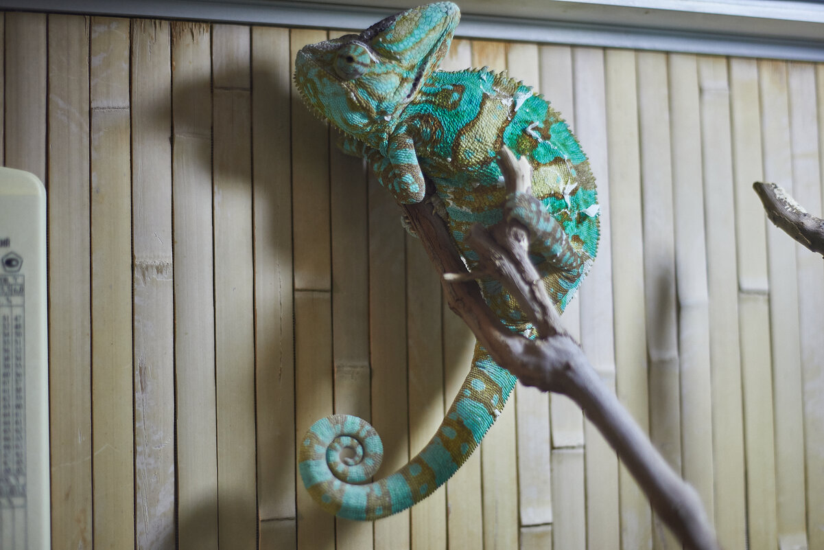 Йеменский Хамелеон - Александр Леонов