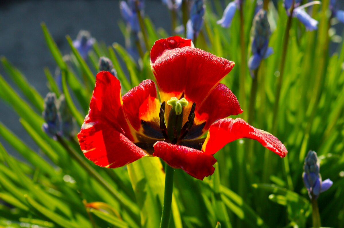 Последний танец тюльпана - Юрий. Шмаков